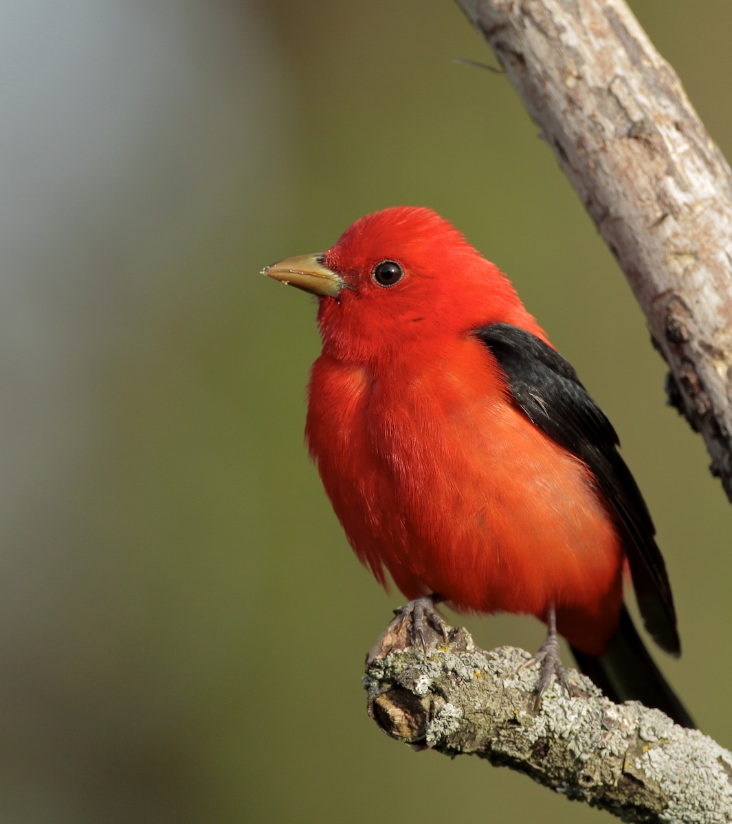 Scarlet Tanager - ML99851221