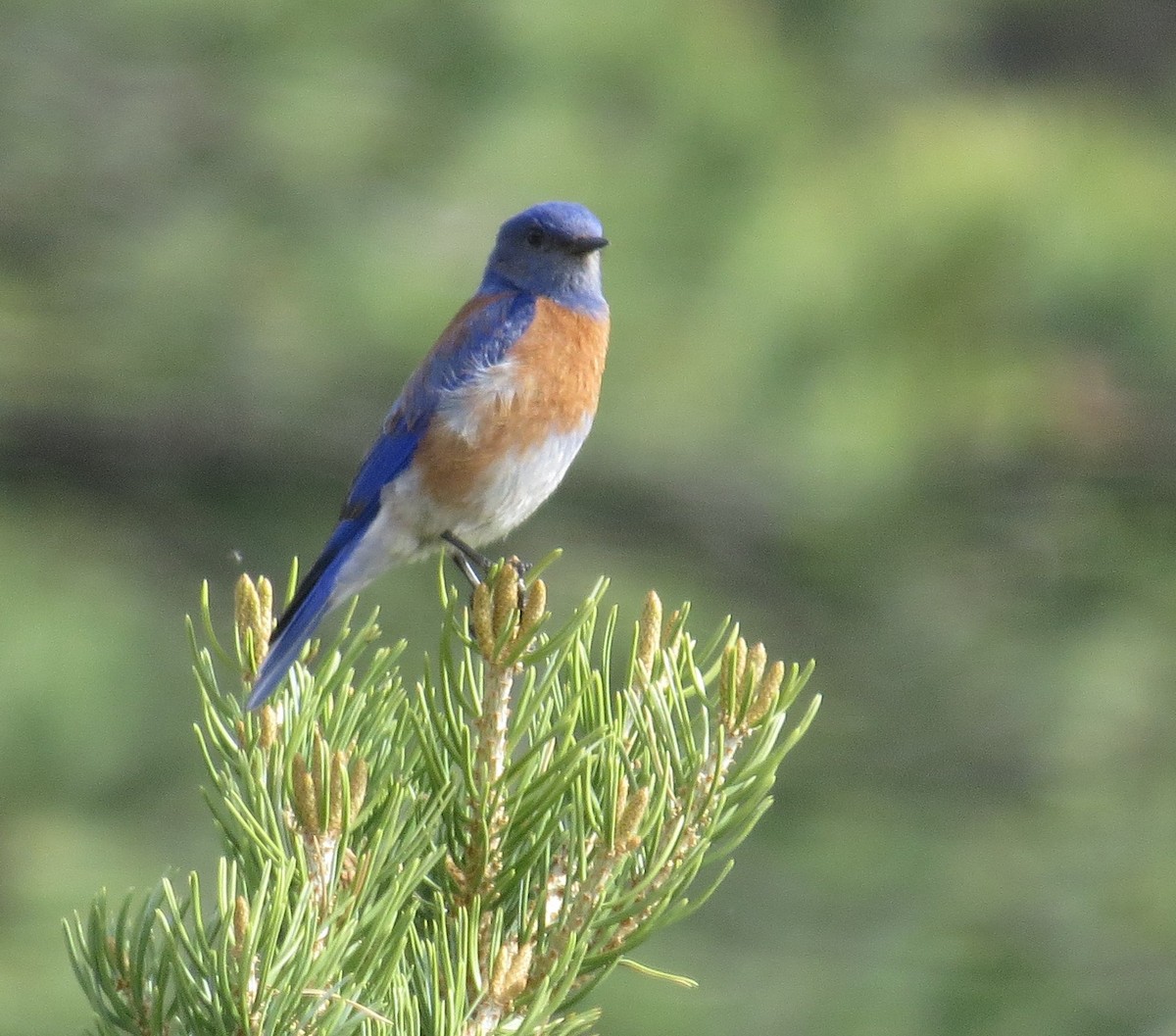 Western Bluebird - ML99851551