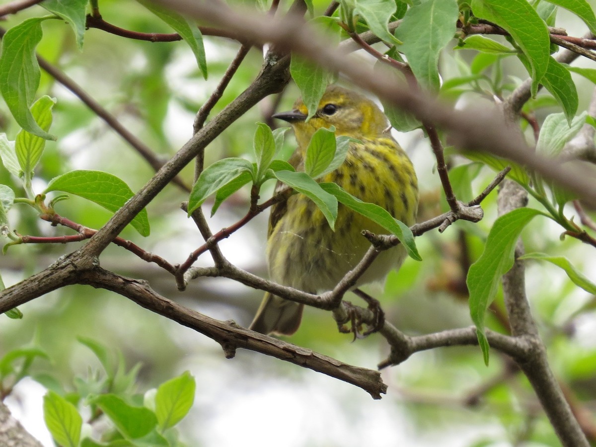 Cape May Warbler - ML99851671