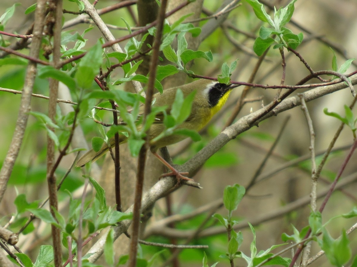 Common Yellowthroat - Joan Baker