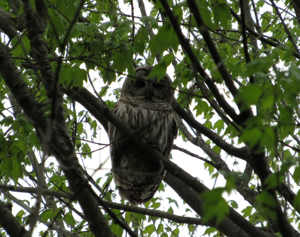 Barred Owl - ML99853891