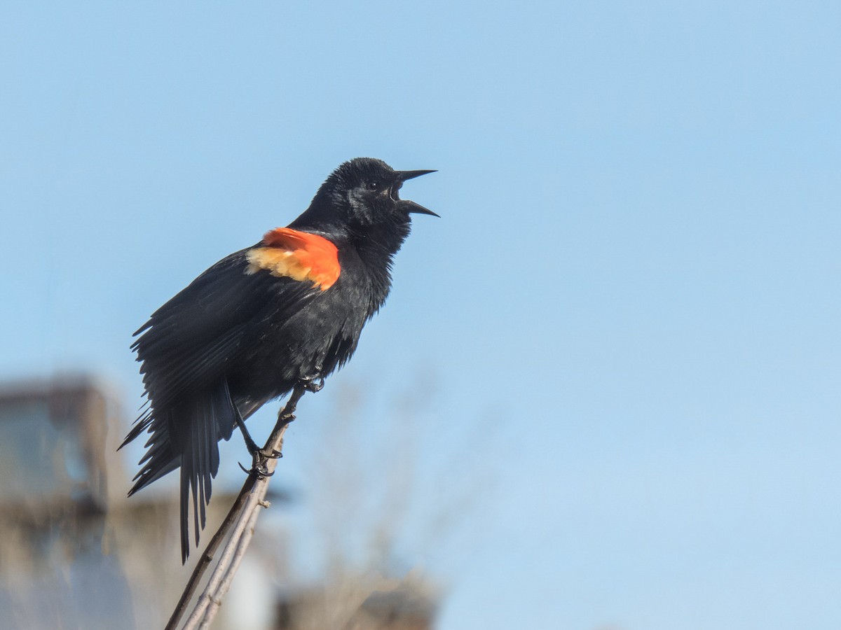 Red-winged Blackbird - Danielle  A