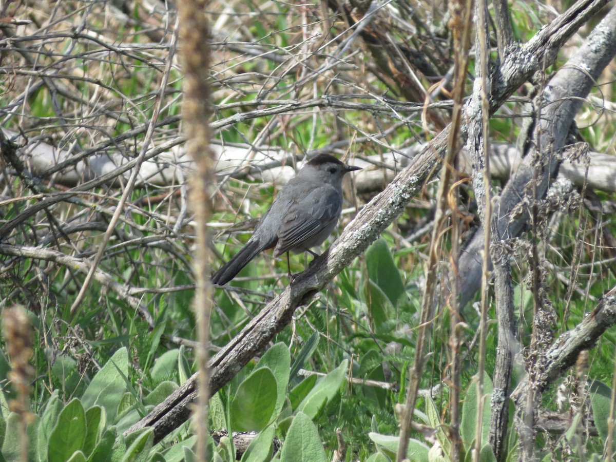 Gray Catbird - Edward Hicks