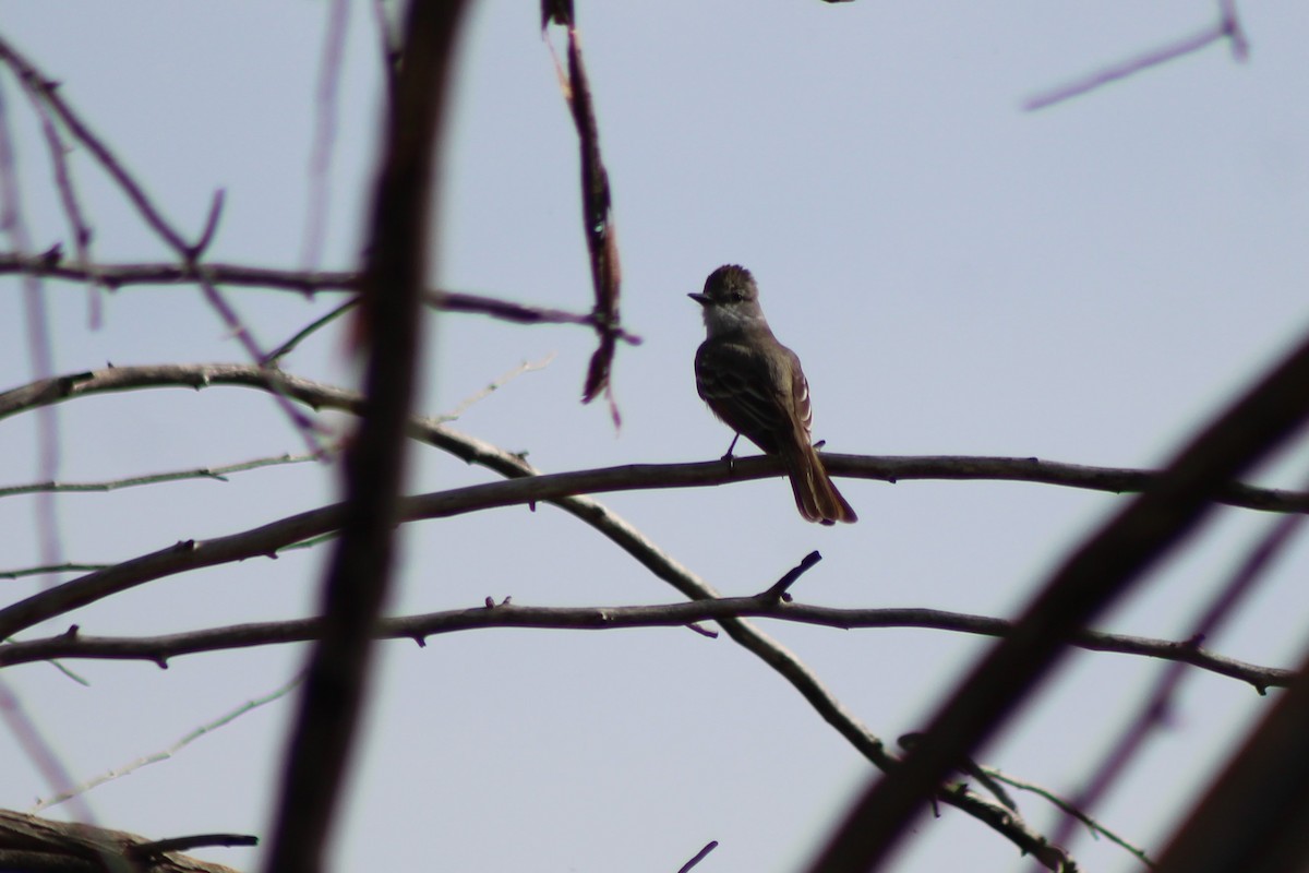 Ash-throated Flycatcher - David Lerwill