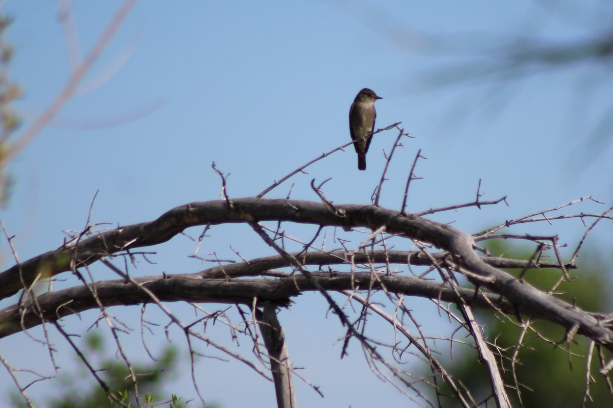 Western Wood-Pewee - David Lerwill