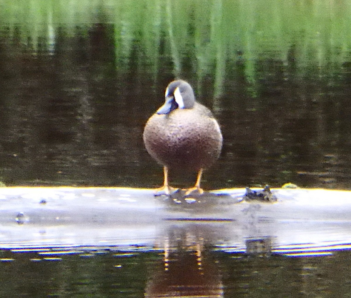 Blue-winged Teal - Victoria Vosburg