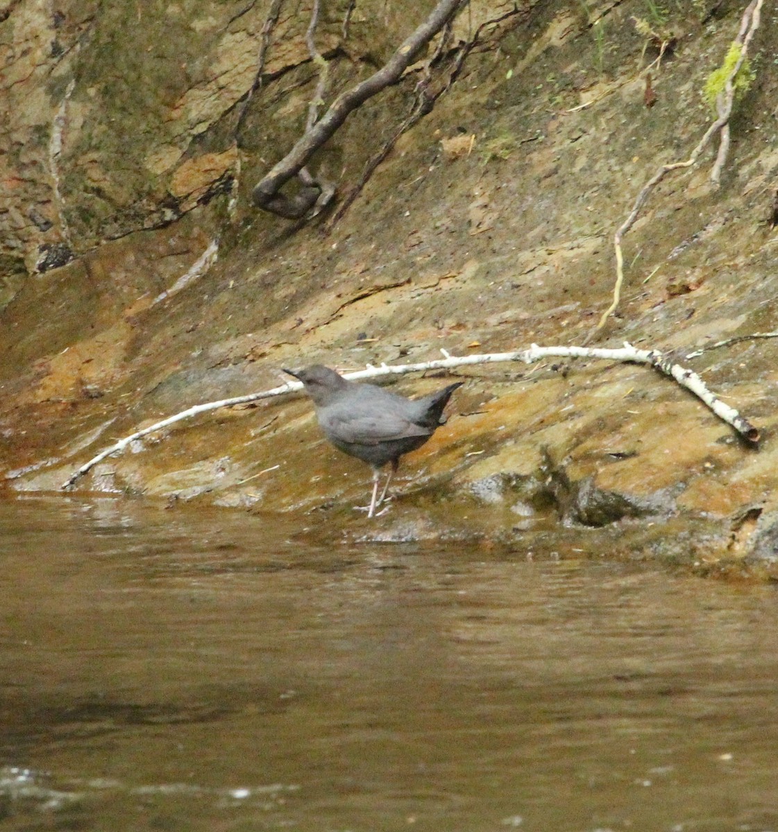 American Dipper - ML99859531