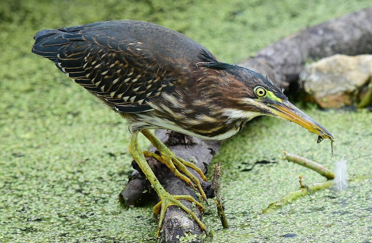 Green Heron - ML99860391