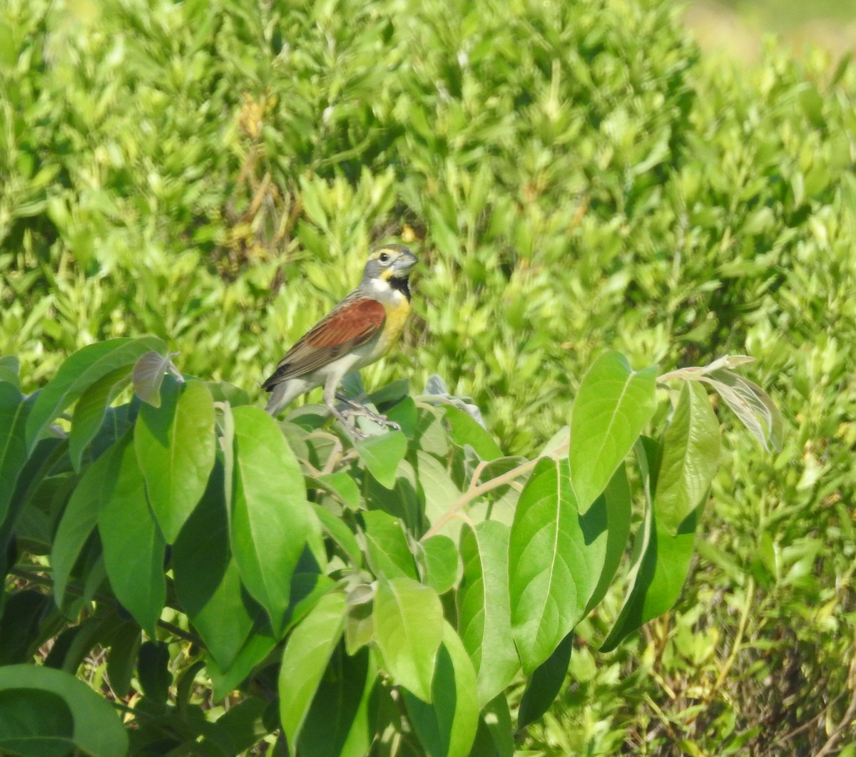 Dickcissel - ML99863221