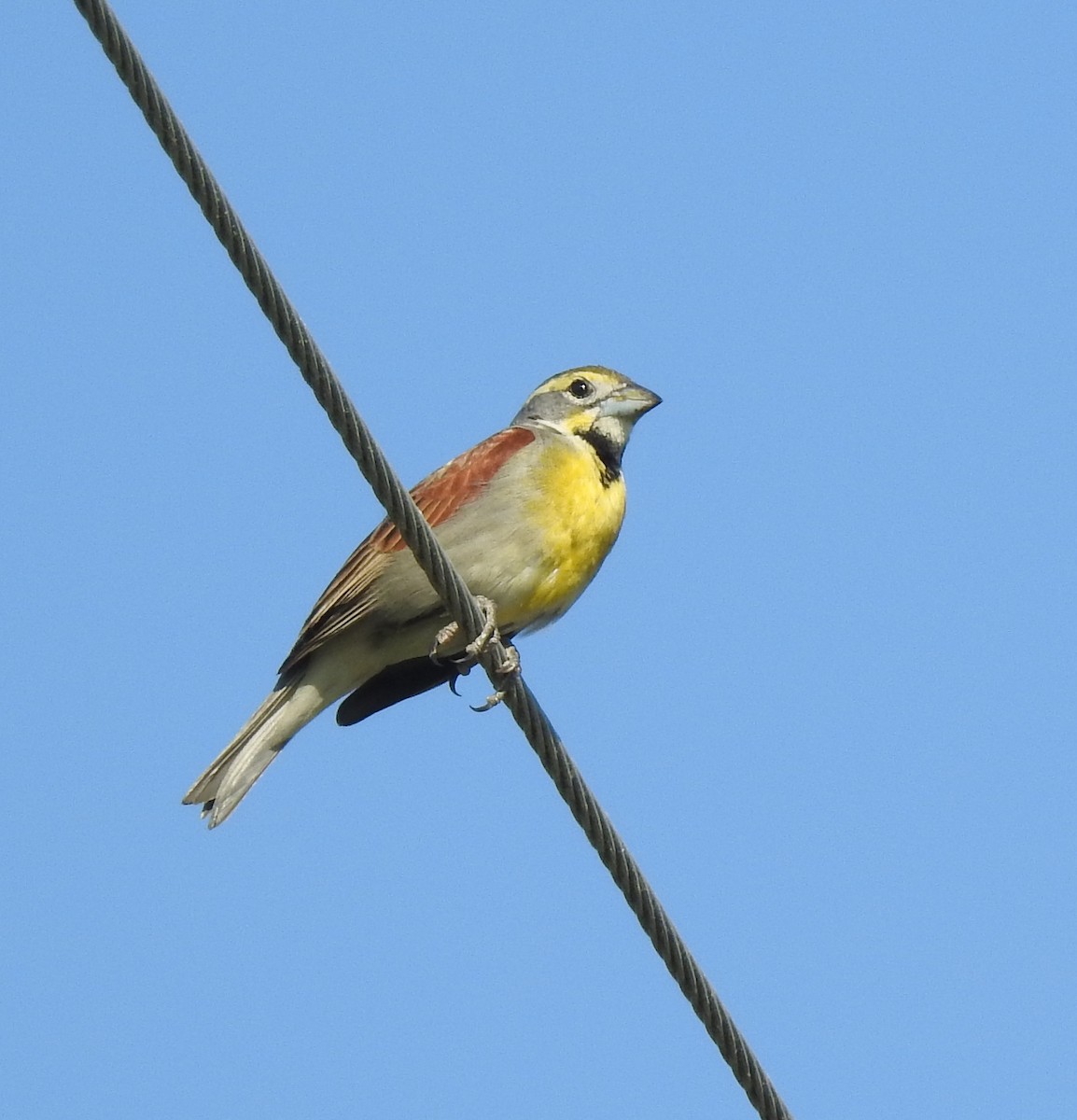 Dickcissel - ML99863271