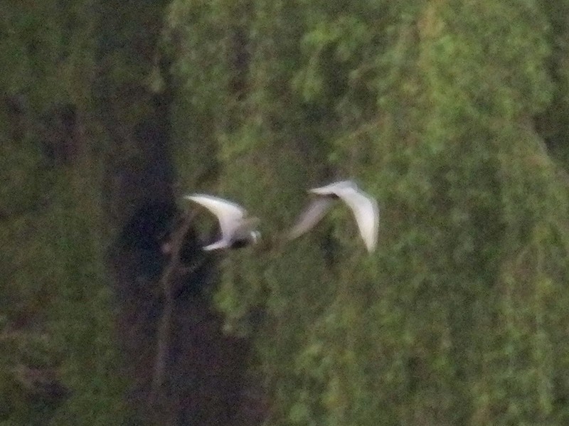 tern sp. - ML99863351