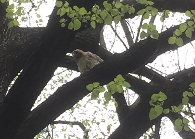 Red-tailed Hawk - ML99866381