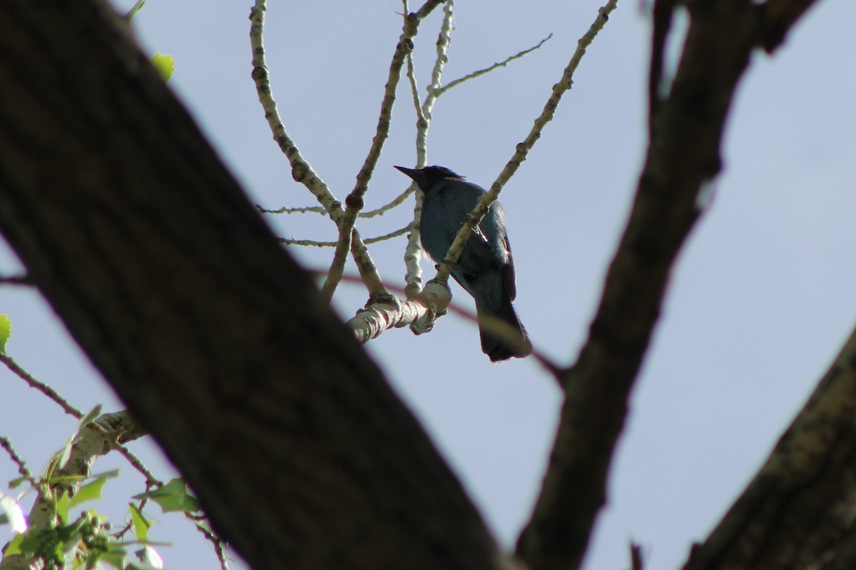 Steller's Jay - ML99866701