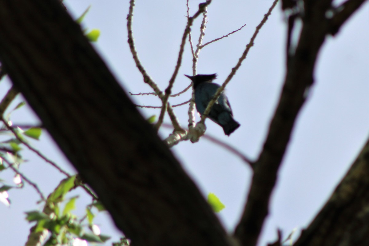 Steller's Jay - ML99866711