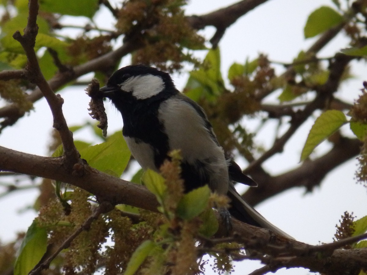 Asian Tit - ML99867331