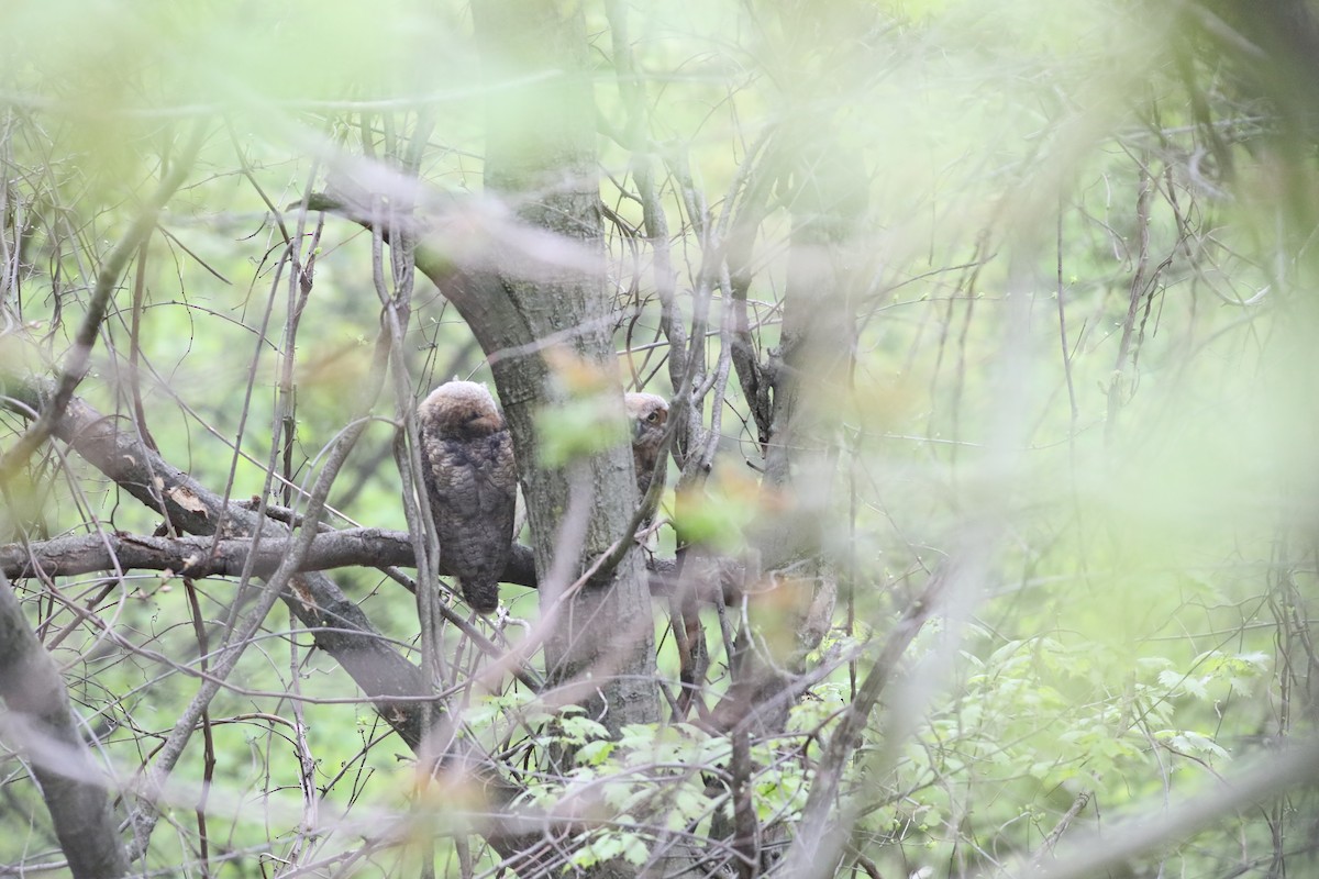 Great Horned Owl - ML99867871