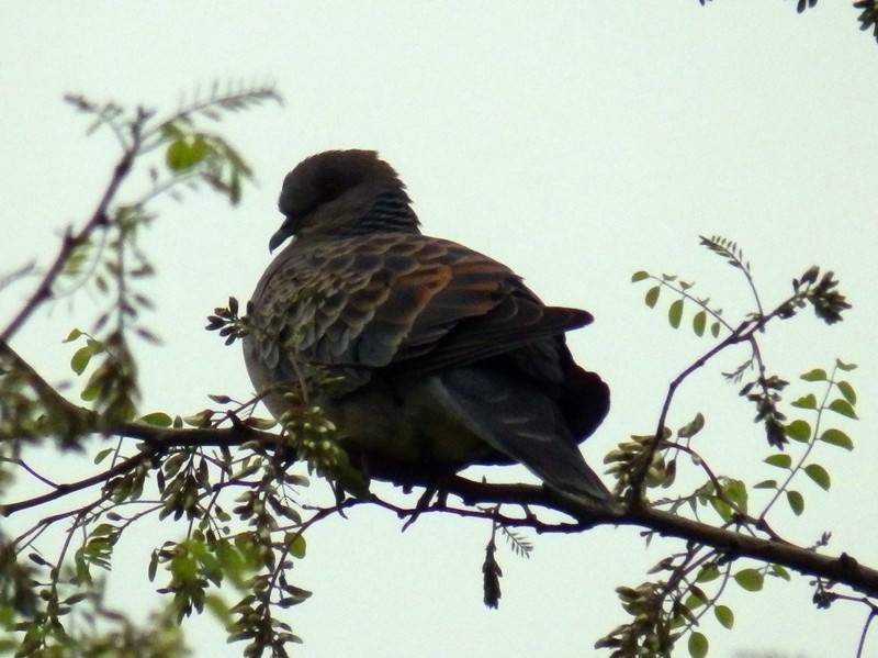 Oriental Turtle-Dove - ML99868351