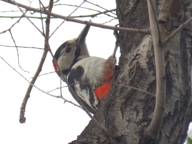 Great Spotted Woodpecker - ML99870111