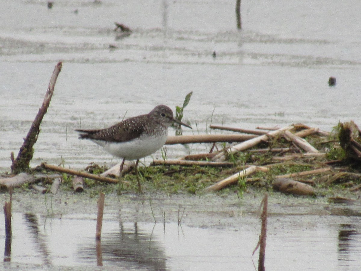 Solitary Sandpiper - ML99870601