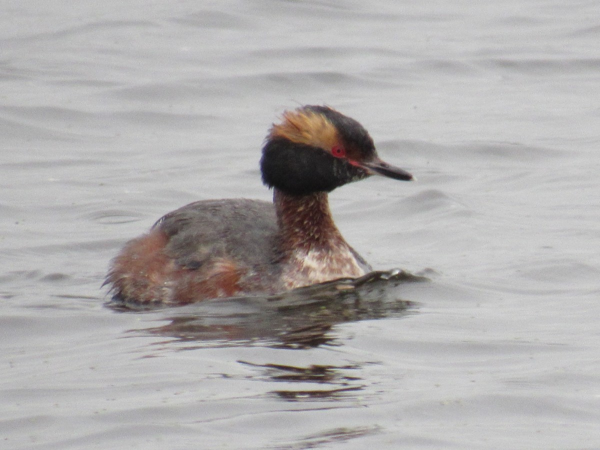 Horned Grebe - ML99870821