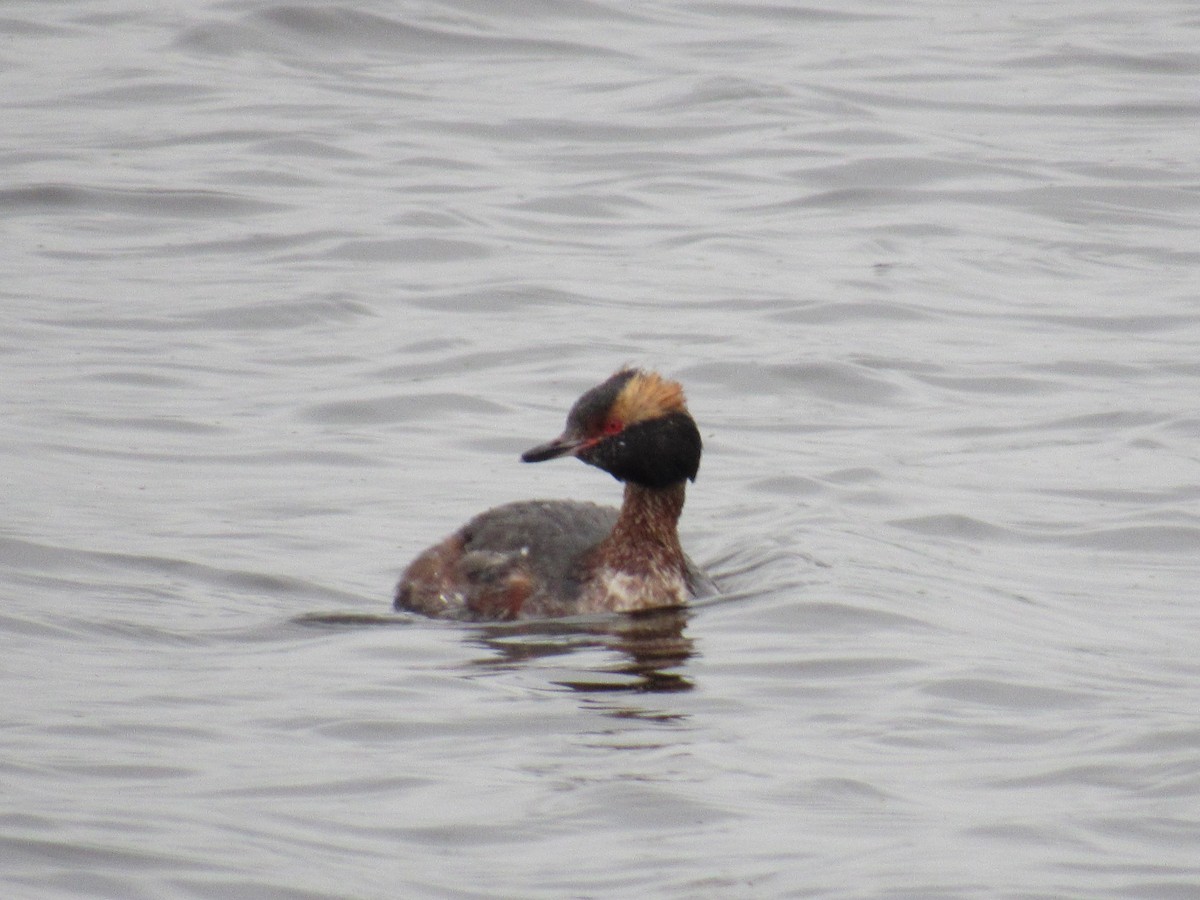 Horned Grebe - ML99871191