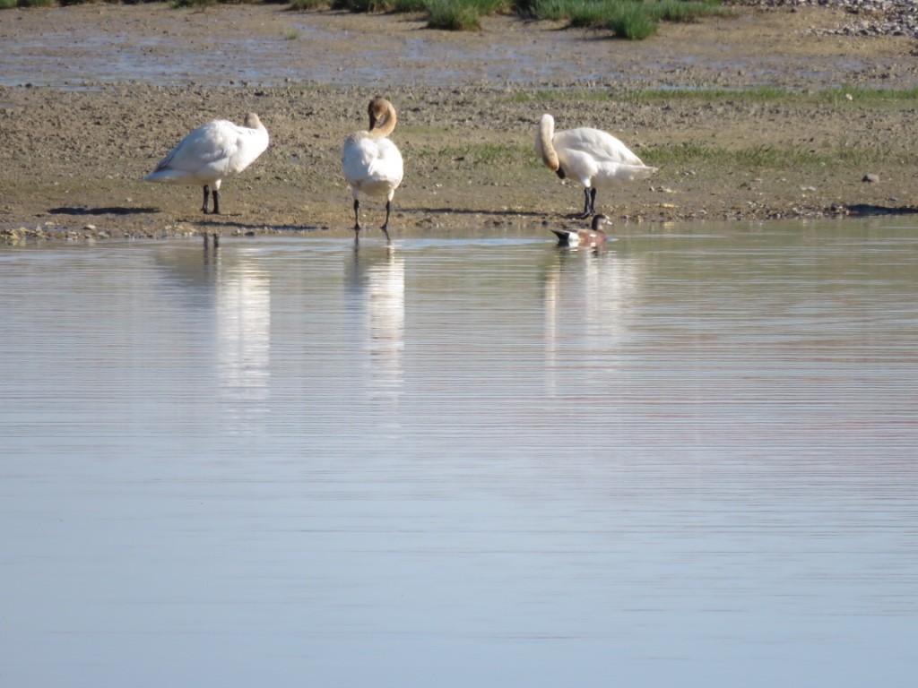 Trumpeter Swan - ML99872361