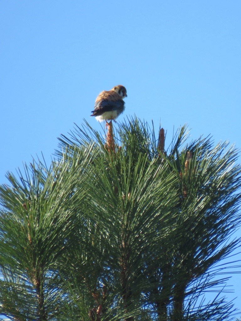 American Kestrel - ML99872631