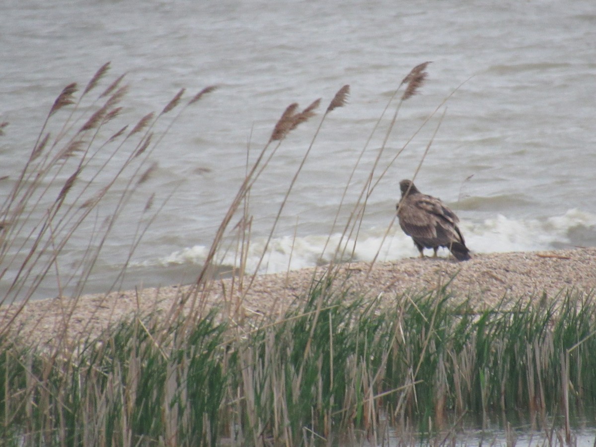 Weißkopf-Seeadler - ML99872951