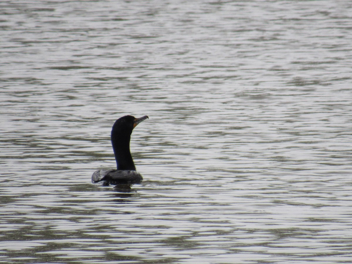 Double-crested Cormorant - ML99873201