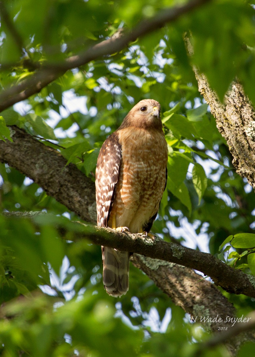 Red-shouldered Hawk (lineatus Group) - N. Wade Snyder
