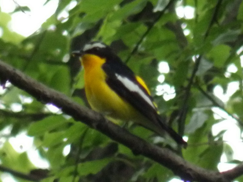 Yellow-rumped Flycatcher - ML99873881