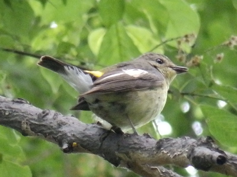 Yellow-rumped Flycatcher - ML99873891