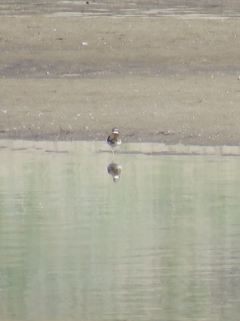 Killdeer - Cathy  Ross