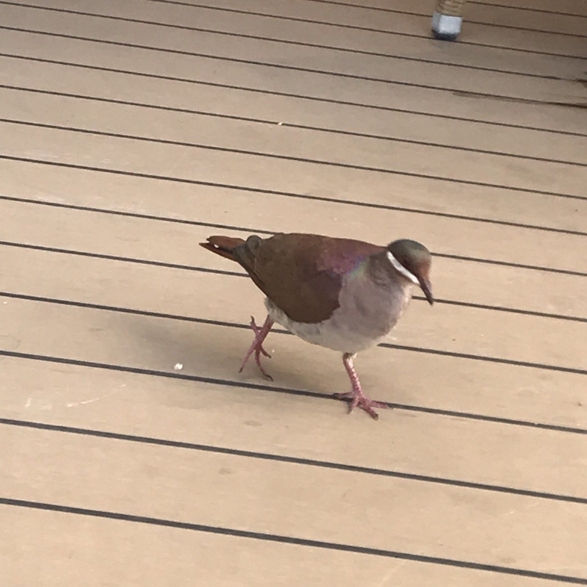 Key West Quail-Dove - Bill Etter