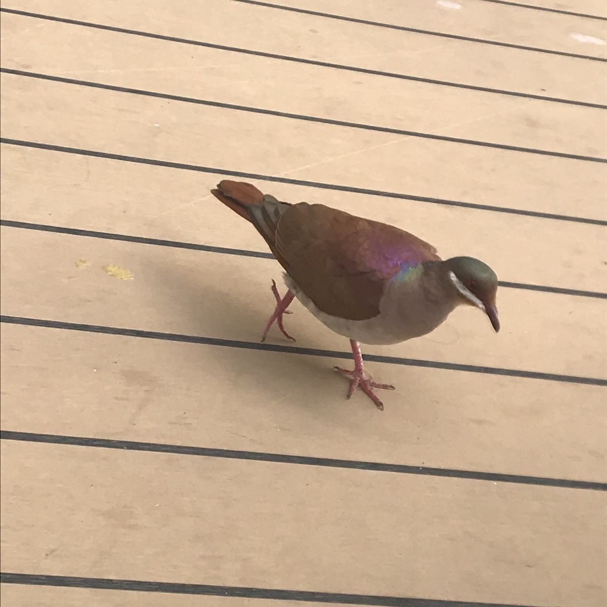 Key West Quail-Dove - ML99875501