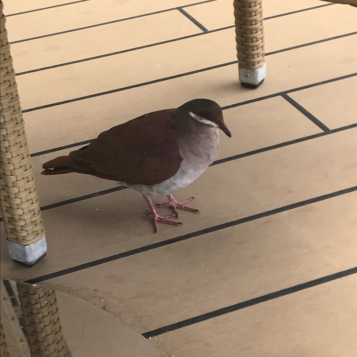 Key West Quail-Dove - ML99875521