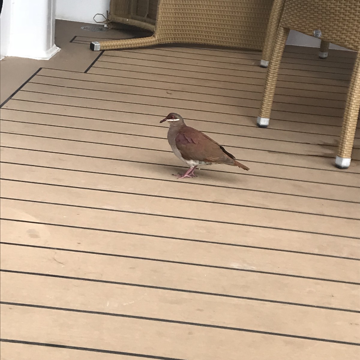 Key West Quail-Dove - ML99875551