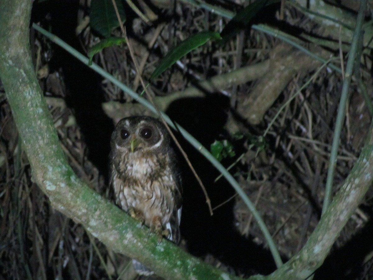 Mottled Owl - ML99875611