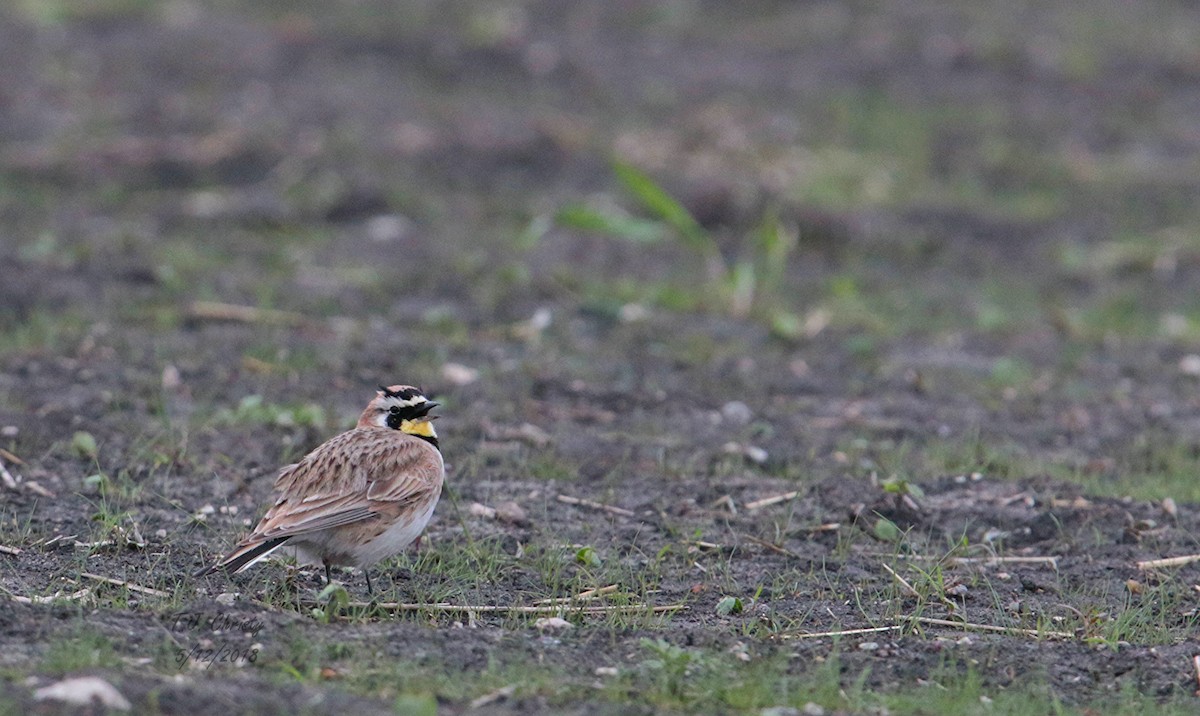 Horned Lark - ML99876711