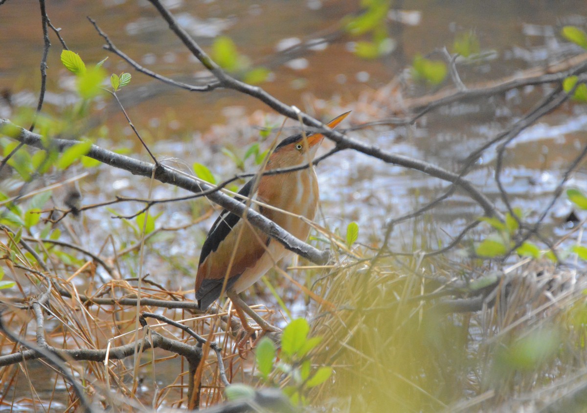 Least Bittern - ML99877581