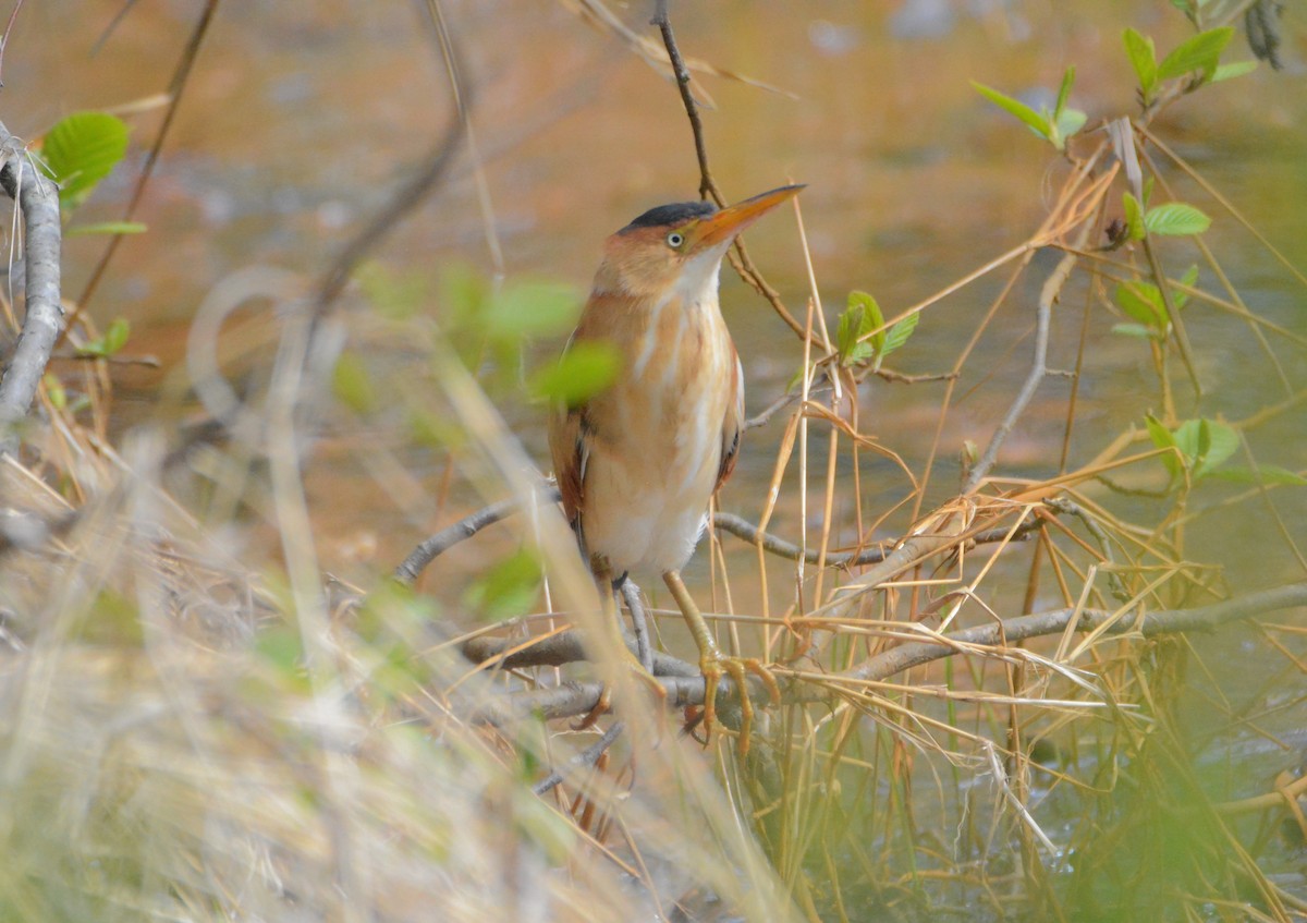 Least Bittern - ML99877601