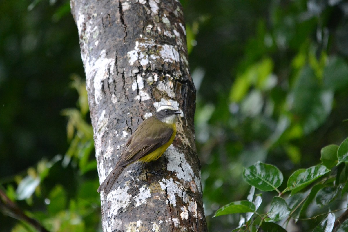 Social Flycatcher - ML99878881