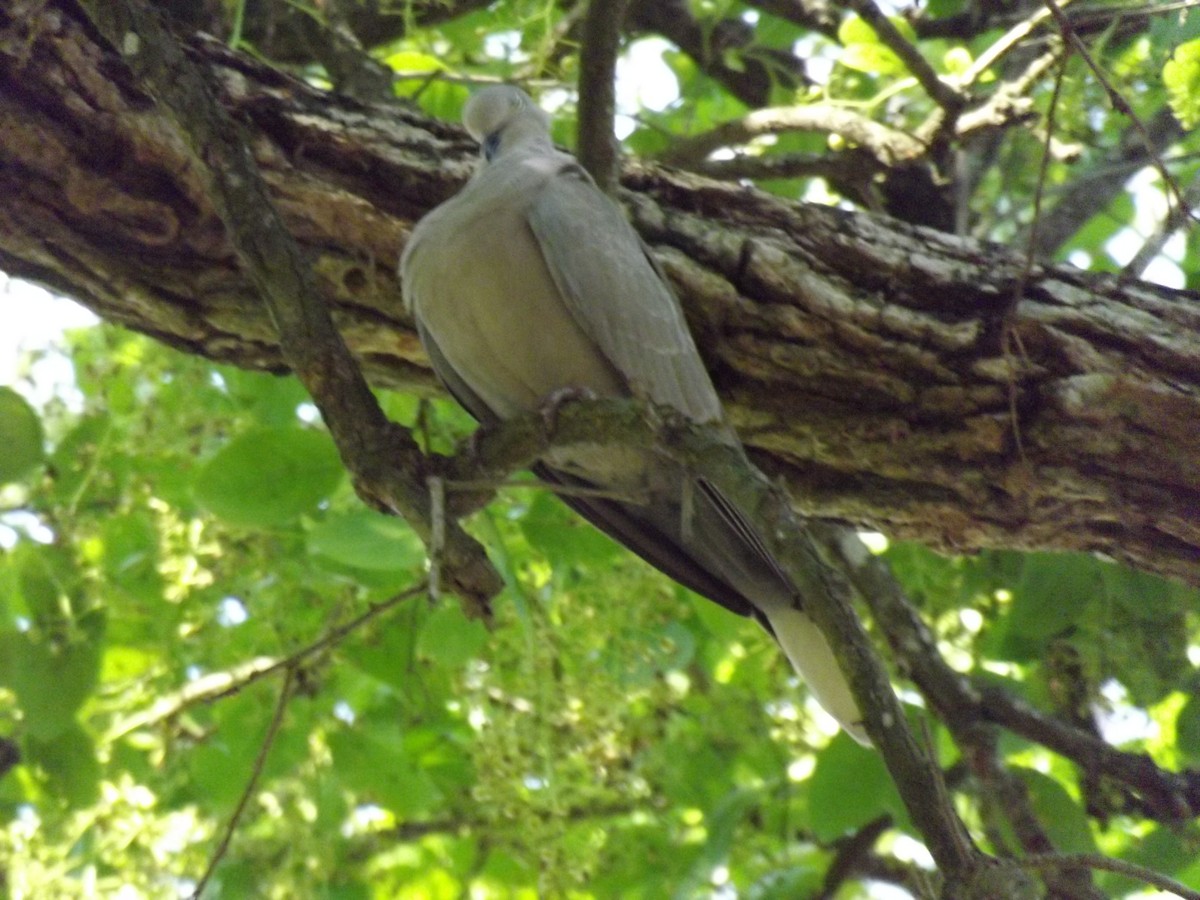 Eurasian Collared-Dove - ML99878901