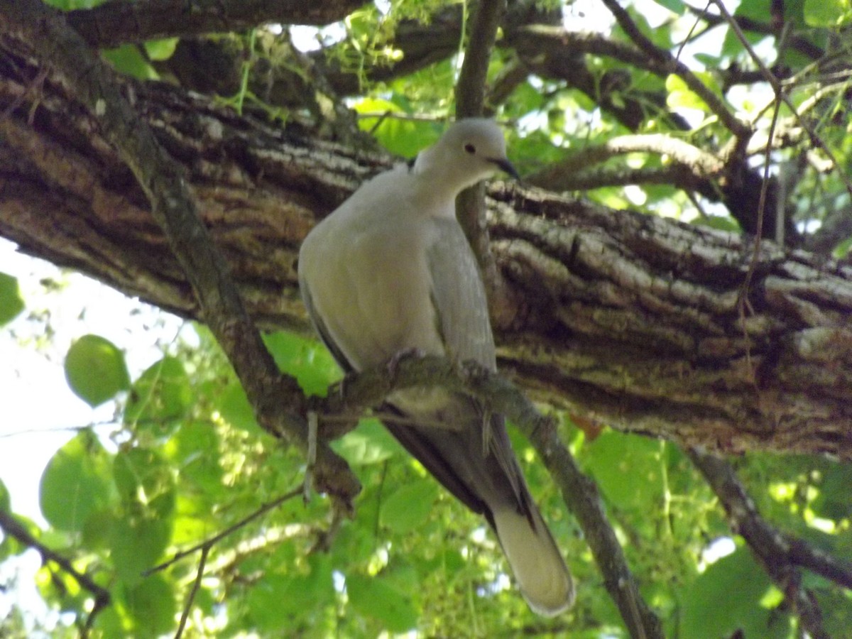 Eurasian Collared-Dove - ML99879011