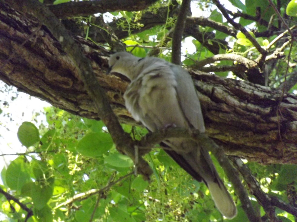 Eurasian Collared-Dove - ML99879031