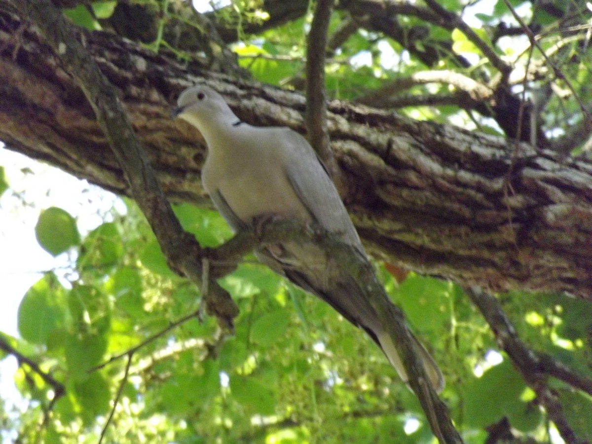 Eurasian Collared-Dove - ML99879111