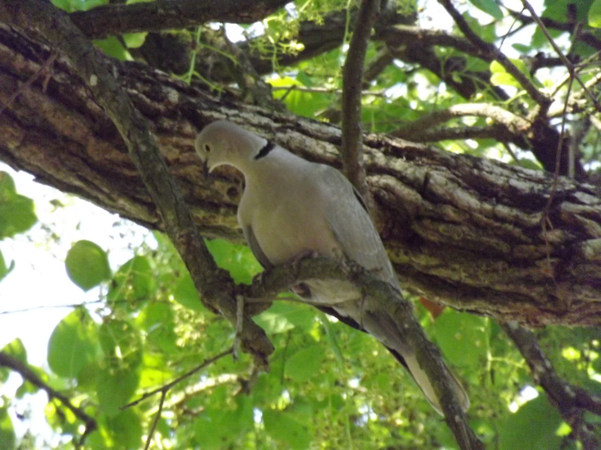 Eurasian Collared-Dove - ML99879121