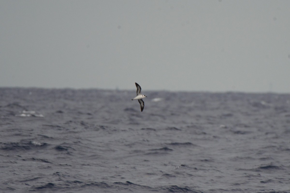 Black-capped Petrel - Marcus Kelly