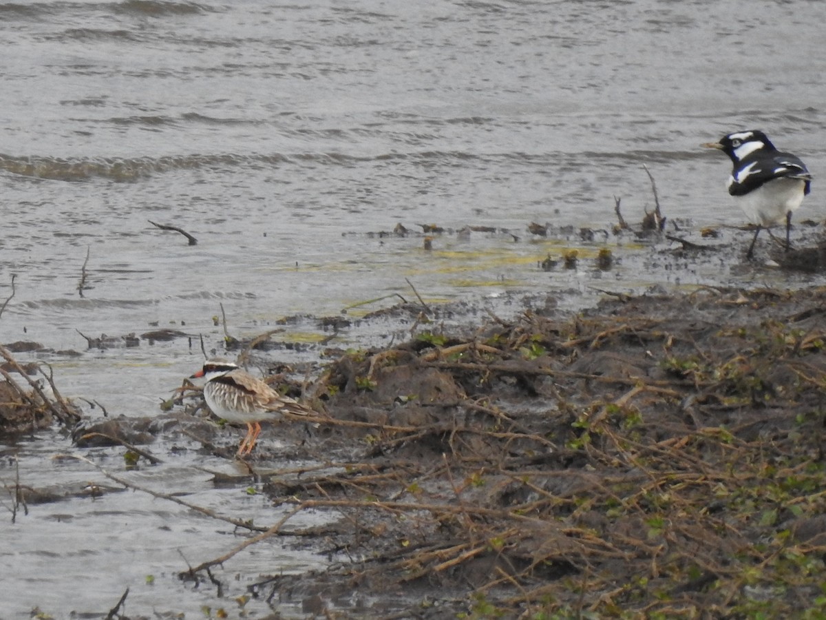 Black-fronted Dotterel - ML99880231