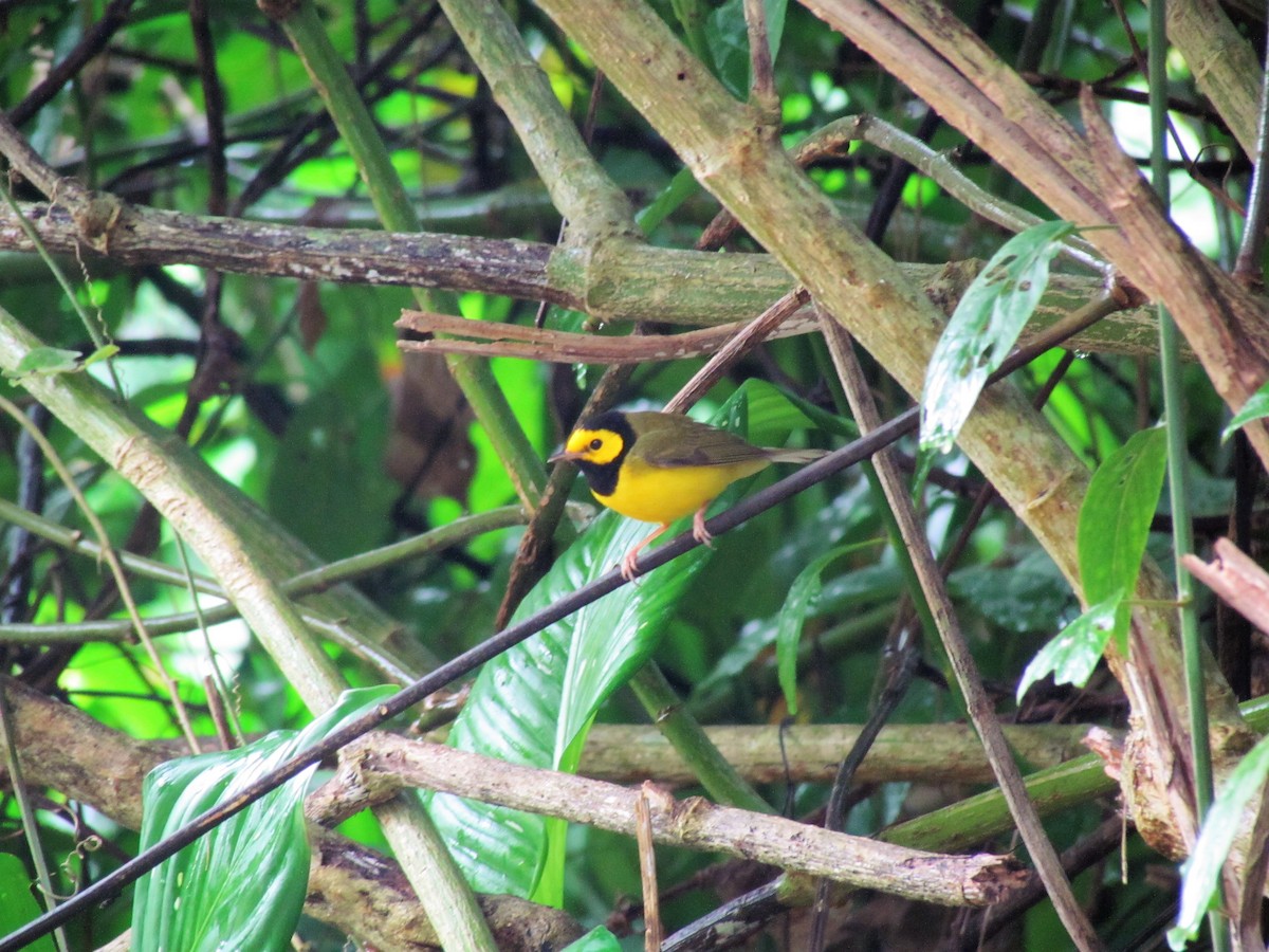 Hooded Warbler - ML99880251